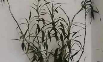 Imagem 3: Apartamento para Locação em Santos, Embaré, 2 dormitórios, 2 banheiros, 1 vaga