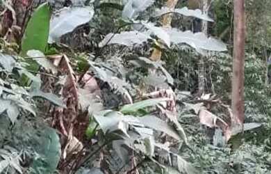 Imagem 6: Lote em Rua Marques - Quarta Divisão - Ribeirão Pires/SP