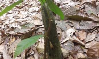 Imagem 4: Sítio a venda Fazenda / sítio com venda por R$150.000