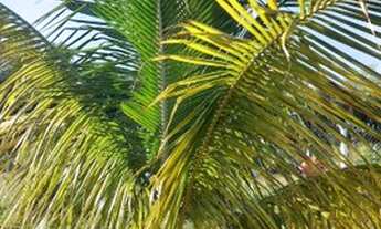 Imagem 5: Chácara 1.000 metros 85.000