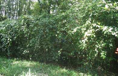 Imagem 3: Terreno à venda, 1250 m² por R$ 250.000,00 - Forest Hills - Jandira/SP