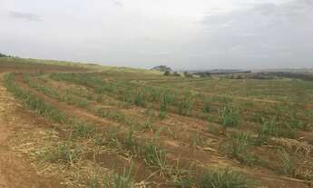 Imagem 2: Fazenda 85 Alqueires, Região de Porto Feliz-Sp