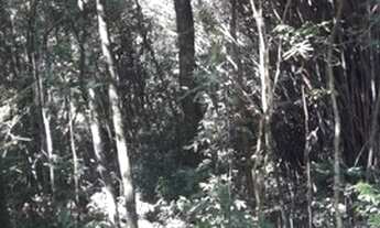 Imagem 4: Sítio 21 ha, ótimo para turismo