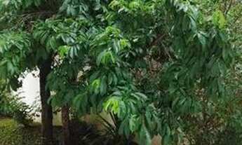 Imagem 5: ITANHÉM JD SÃO FERNANDO, 2 QUARTOS SENDO SUÍTES, SALA, COZINHA, LAVABO, PISCINA 100 mts da