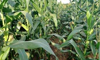 Imagem 5: Fazenda a venda em Canarana - MT