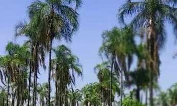 Imagem 5: Fazenda a venda Fazenda / sítio com venda por R$48.500.000