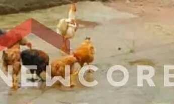 Imagem 6: Lote em Rua José Carlos da Silva - Jardim Alto das Árvores - Pirassununga/SP