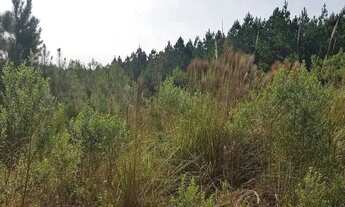 Imagem 2: Área Rural 5 Alqueires - 3 Barras de Cima - Bateias!