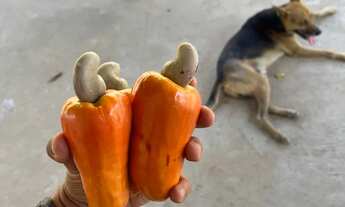 Imagem 3: Sitio no Joia, Timon, Bom viver