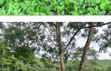 Imagem 6: Ótima chácara Chácara com venda por R$2.000.000