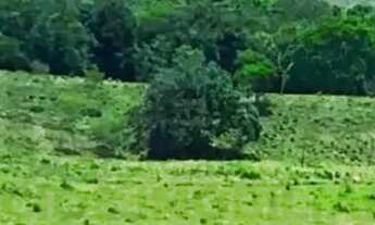 Imagem 4: Fazenda de 131 tarefas - Siriri