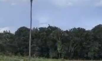 Imagem 2: Vendo uma excelente chácara de 20milm2