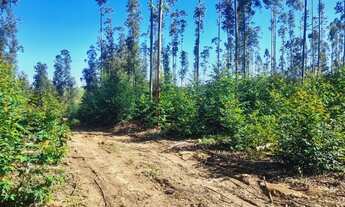Imagem 2: Vendo chácara de 2 hectar, localizada em Santo Antônio da Patrulha _ Costa do Miraguaia!!
