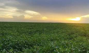 Imagem 4: FAZENDA DE SOJA EM BALSAS 44.000 HECTARES 17.000 COM PLANTIO