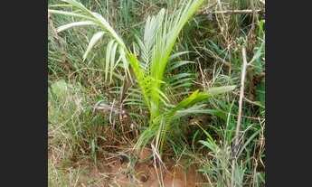 Imagem 4: Vende-se um terreno