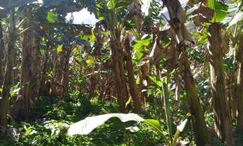 Imagem: Chácara 3 hectares com escritura só 73