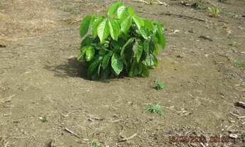 Imagem 16: Fazenda em Nilo Peçanha