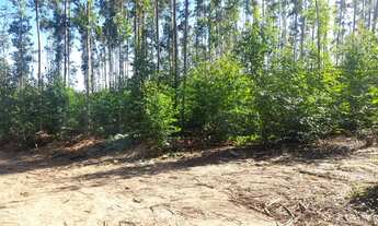Imagem 6: Vendo chácara de 2 hectar, localizada em Santo Antônio da Patrulha _ Costa do Miraguaia!!