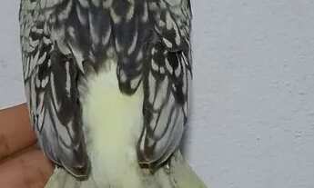 Imagem 2: Vendo Casa com aluguel por R$100 /mês