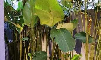 Imagem 7: Casa com 3 dormitórios à venda, 280 m² por R$ 2.700.000,00 - Setor Bosque - Formosa/GO