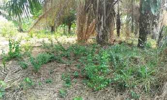 Imagem 2: Terreno medindo 10x34, localizado 5 km após o antigo chalé bar