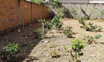 Imagem 6: Lote todo murado no bairro Delfino Magalhães