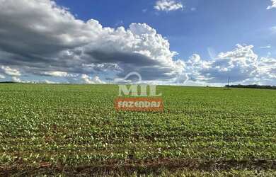 Imagem 10: Fazenda 62 alqueires (300,08 hectares ) Piracanjuba - GO