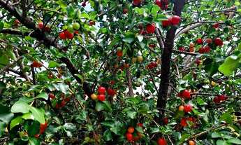 Imagem 7: CASA PARA ALUGAR SEPETIBA