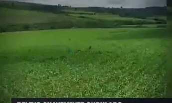 Imagem 6: Fazenda nova casa branca no triangula Mineiro de 5050 hectares