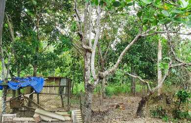 Imagem 3: Chácara com terreno 100x100