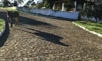 Imagem 10: Linda fazenda em Vitória com 3.1 hectare