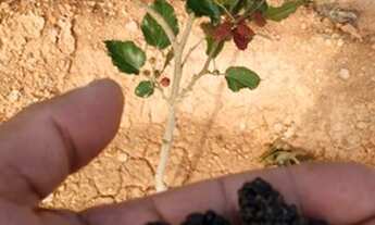 Imagem 3: Oportunidade! Chácara em condomínio com 2 chalés, água, luz, pomar! Próximo trevo de Caeté