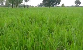 Imagem: Fazenda 135 hectares proximo de cuiaba