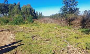 Imagem 7: Vendo chácara de 2 hectar, localizada em Santo Antônio da Patrulha _ Costa do Miraguaia!!