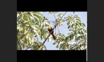 Imagem 7: Recanto Repense - Rio Tibagi - Londrina - Chácara / Sítio - Lazer - Pesca - Comercial