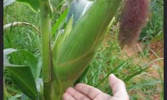 Imagem 3: Vende-se sítio em Matriz de Camaragibe