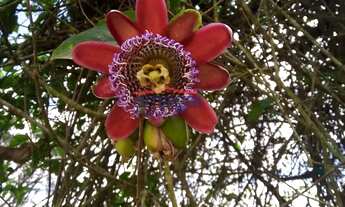 Imagem 4: Terreno à Condomínio Lago Dourado
