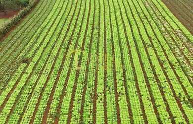 Imagem 7: CHÁCARA 105 HECTARES ESCRITURADA 100% PLANA CASA SEDE TANQUE DE PEIXES NO INCRA 08 BEIRA