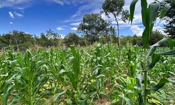 Imagem 7: Vendo Excelente Chácara Em Alexânia Goiás