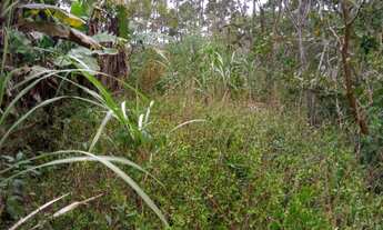 Imagem 3: Chácara 3 hectares com escritura só 73 mil