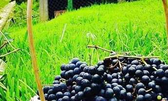 Imagem 7: Maravilhosa chácara com área total de 48.792 m²e com benfeitorias em Campo Alegre/SC