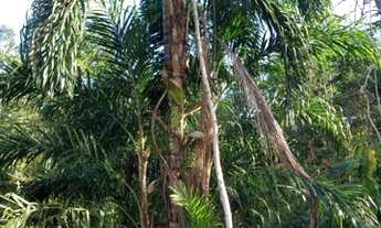 Imagem 2: Lote Residencial, vendo urgente. Ramal do Brasileirinho