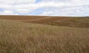 Imagem 7: 40 alqueires 30 lavoura Ivaí -PR