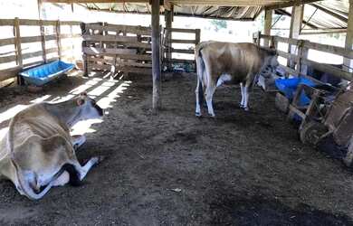 Imagem 6: Chacara 02 alqueires ao lado Nova Pecuária