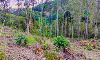 Imagem 5: Chácara em Rio branco do Sul