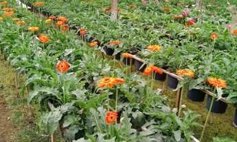 Imagem 7: Fazenda Rancho à Venda no Centro - 3 Dormitórios/Quartos e Área Ampla