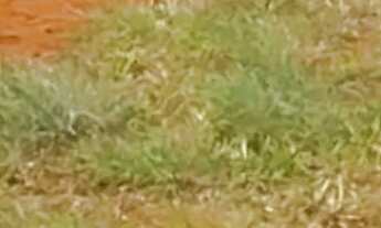 Imagem 4: Lote 20 mil metros escriturado santa maria norte