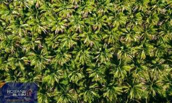 Imagem 7: Belíssima Fazenda com 685 mil m² à venda no litoral proximo de Sauipe com Mata Preservada