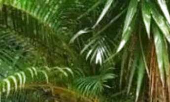 Imagem 4: CASA SOBREPOSTA - LAPA - SP