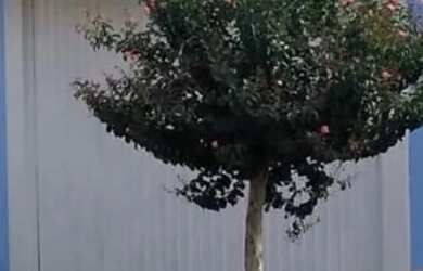 Imagem 3: OPORTUNIDADE IMPERDÍVEL - SOBRADO À VENDA